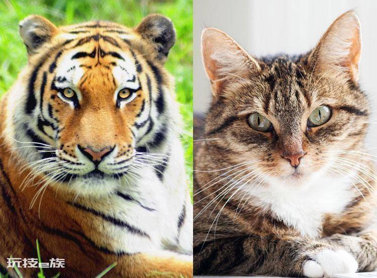 老虎属于什么科动物(同为猫科动物猫和老虎有什么区别)-图片6